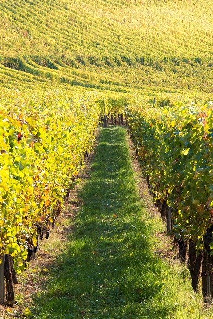 Muat turun percuma Wine Vines Vineyard - foto atau gambar percuma untuk diedit dengan editor imej dalam talian GIMP