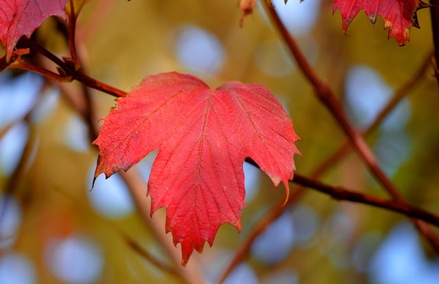 免费下载葡萄酒野生葡萄酒攀缘植物秋天免费图片可使用 GIMP 免费在线图像编辑器进行编辑