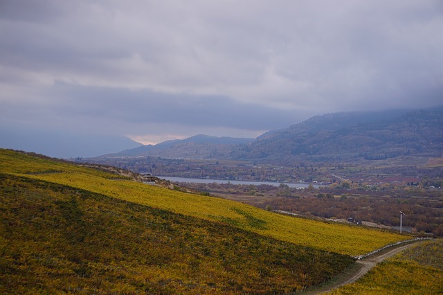 Free download wine wine making osoyoos vineyard free picture to be edited with GIMP free online image editor