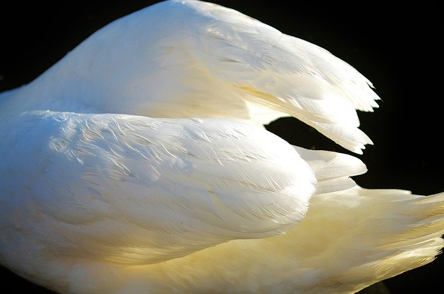 Free download Wing Animal Bird -  free photo or picture to be edited with GIMP online image editor