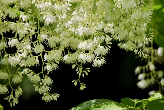 Free download winged styrax bristly winged storax free picture to be edited with GIMP free online image editor