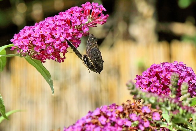 Free download wings flower nature plant free picture to be edited with GIMP free online image editor