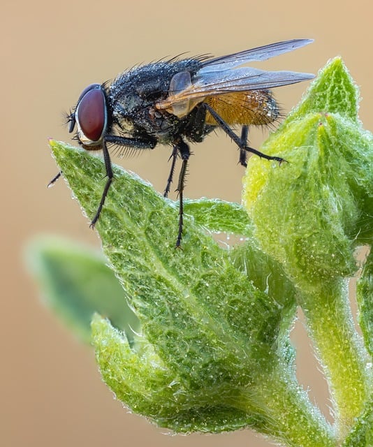 Free download wings macro entomology fly nature free picture to be edited with GIMP free online image editor