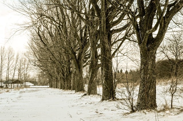 Baixe grátis a imagem gratuita da floresta da temporada de neve do beco do inverno para ser editada com o editor de imagens on-line gratuito do GIMP