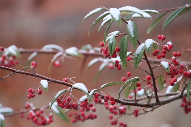 Free download winter berries shrub snow nature free picture to be edited with GIMP free online image editor
