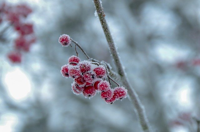 Free download Winter Berry Frozen -  free photo or picture to be edited with GIMP online image editor