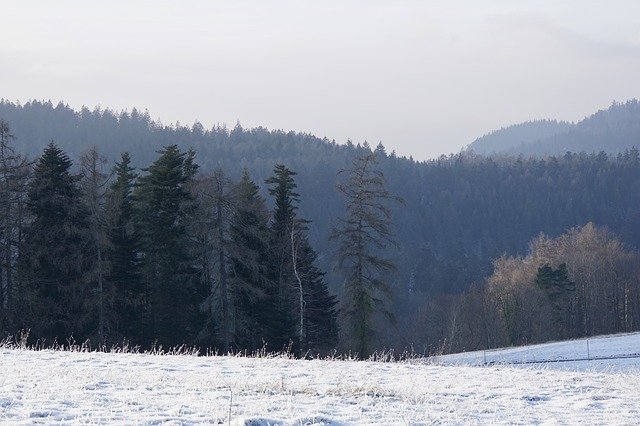 Téléchargement gratuit du modèle photo gratuit Winter Black Forest Cold à éditer avec l'éditeur d'images en ligne GIMP