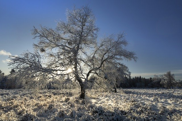 Download grátis Winter Black Forest Schwarzwald - foto ou imagem gratuita para ser editada com o editor de imagens online GIMP