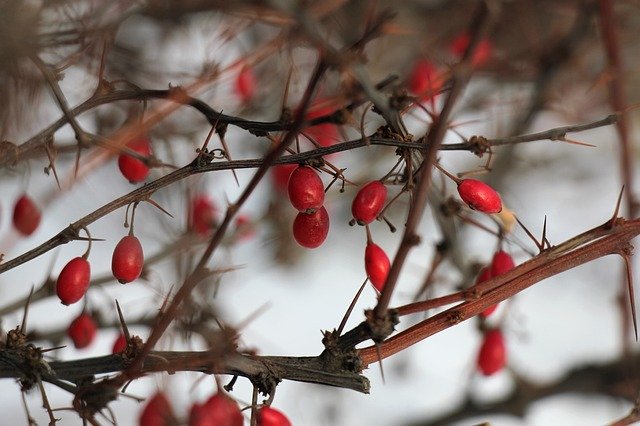 Free download Winter Bush Barberry free photo template to be edited with GIMP online image editor