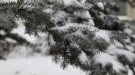 הורדה חינם של Winter Christmas Tree Snow סרטון חינם לעריכה עם עורך וידאו מקוון של OpenShot