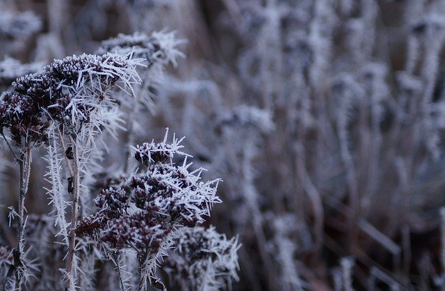 Téléchargement gratuit du modèle photo gratuit Winter Cold Frost à éditer avec l'éditeur d'images en ligne GIMP