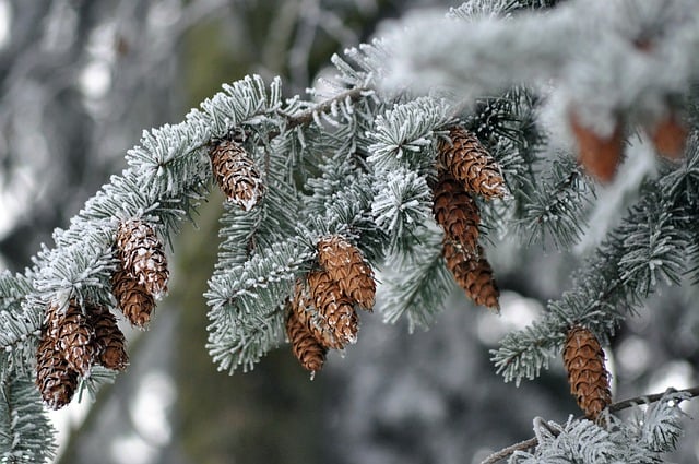 הורדה חינם חורף קר כפור קונוסים שלג תמונה חינם לעריכה עם GIMP עורך תמונות מקוון בחינם