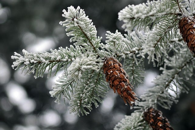 Téléchargement gratuit d'une image gratuite d'arbre forestier de pommes de pin de cônes d'hiver à modifier avec l'éditeur d'images en ligne gratuit GIMP