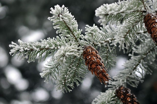 ດາວໂຫລດຟຣີລະດູຫນາວ cones pine cone ປ່າໄມ້ຕົ້ນໄມ້ຮູບພາບຟຣີທີ່ຈະແກ້ໄຂດ້ວຍ GIMP ບັນນາທິການຮູບພາບອອນໄລນ໌ຟຣີ