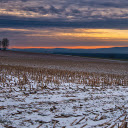Winter corn stalks  screen for extension Chrome web store in OffiDocs Chromium