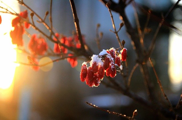 Free download Winter Cornus Fruit -  free photo or picture to be edited with GIMP online image editor