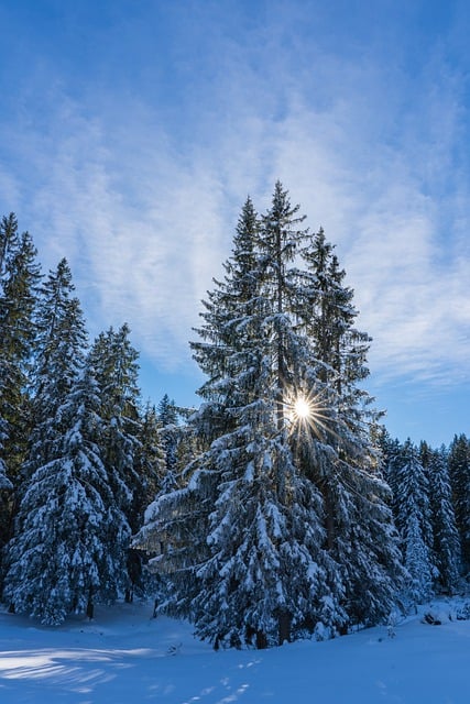 Free download winter fir tree snow free picture to be edited with GIMP free online image editor