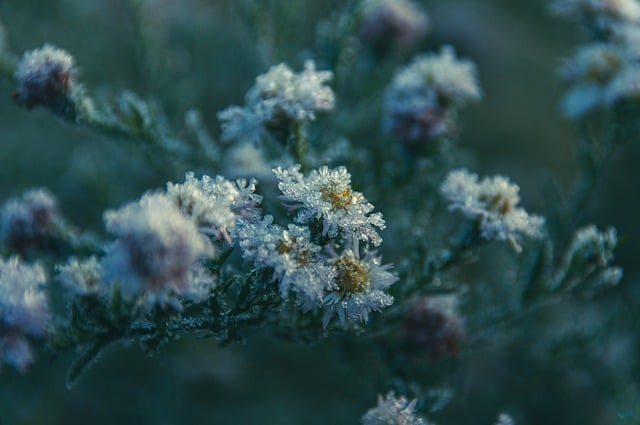 Free download winter flowers frost frozen plant free picture to be edited with GIMP free online image editor