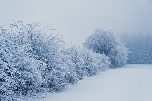 Free download winter fog frost cold snow wintry free picture to be edited with GIMP free online image editor