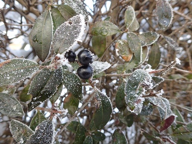 Free download Winter Foliage Bush -  free photo or picture to be edited with GIMP online image editor