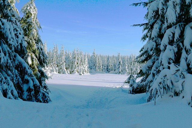 Бесплатно скачать Зимний лес, холодный снег - бесплатную фотографию или картинку для редактирования с помощью онлайн-редактора изображений GIMP