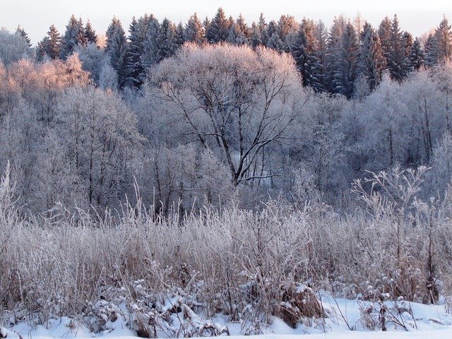 Free download Winter Forest Nature -  free photo or picture to be edited with GIMP online image editor