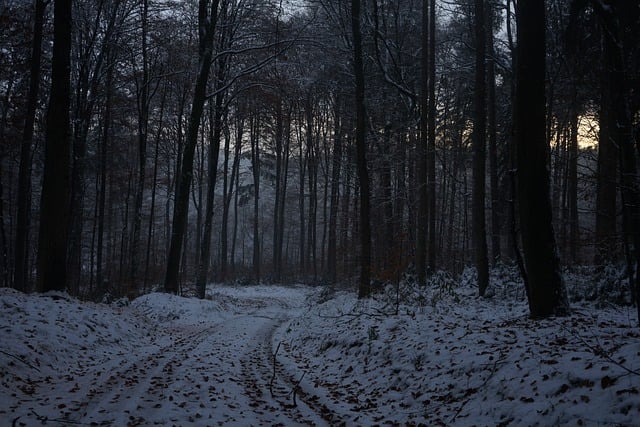 Scarica gratuitamente l'immagine gratuita della foresta invernale della natura della neve da modificare con l'editor di immagini online gratuito GIMP