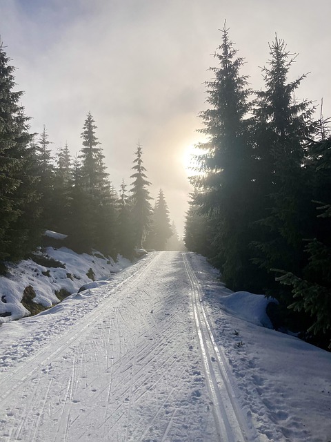 Free download winter forest path trail snow free picture to be edited with GIMP free online image editor
