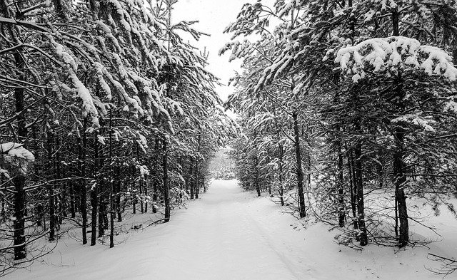 Free download winter forest pine trees season free picture to be edited with GIMP free online image editor