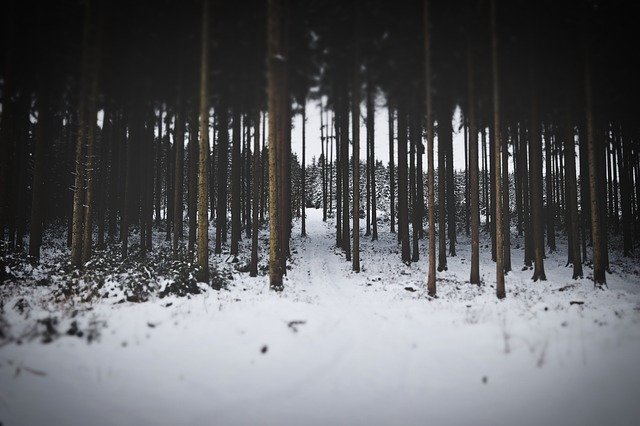 Muat turun percuma Winter Forest Snow - foto atau gambar percuma untuk diedit dengan editor imej dalam talian GIMP