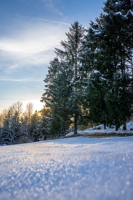 Free download winter forest snow winter frost free picture to be edited with GIMP free online image editor