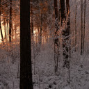 Winter Forest Sunrise  screen for extension Chrome web store in OffiDocs Chromium