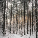 WINTER FOREST THEME  screen for extension Chrome web store in OffiDocs Chromium