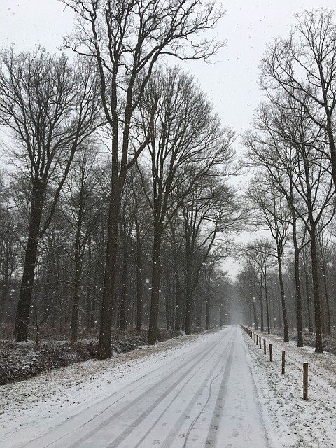 Muat turun percuma Winter Forest Trees - foto atau gambar percuma percuma untuk diedit dengan editor imej dalam talian GIMP