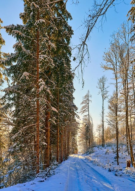 Free graphic winter forest trees snow sun to be edited by GIMP free image editor by OffiDocs