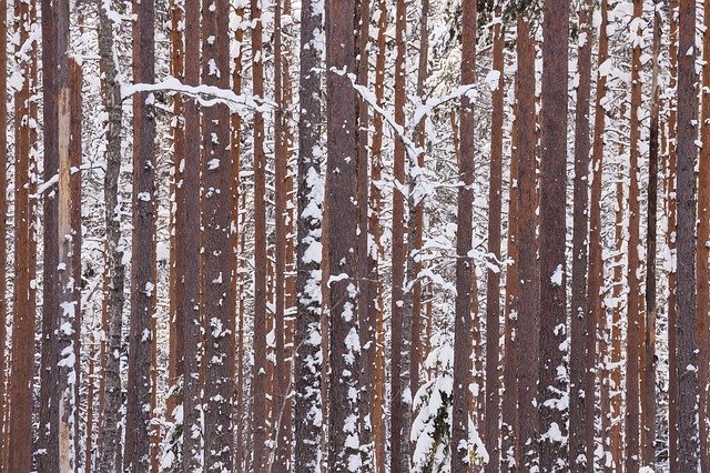 Free download Winter Forest Wood -  free photo or picture to be edited with GIMP online image editor