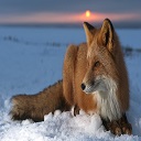 Winter Fox  screen for extension Chrome web store in OffiDocs Chromium