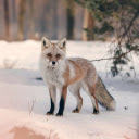 Winter Fox  screen for extension Chrome web store in OffiDocs Chromium