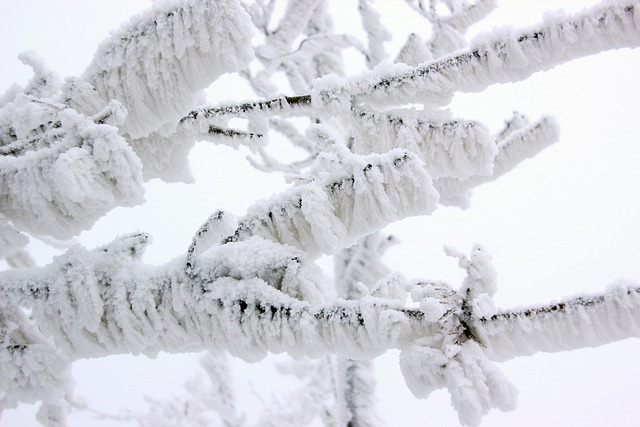 Muat turun percuma gambar bebas salji pokok dahan fros musim sejuk untuk diedit dengan editor imej dalam talian percuma GIMP