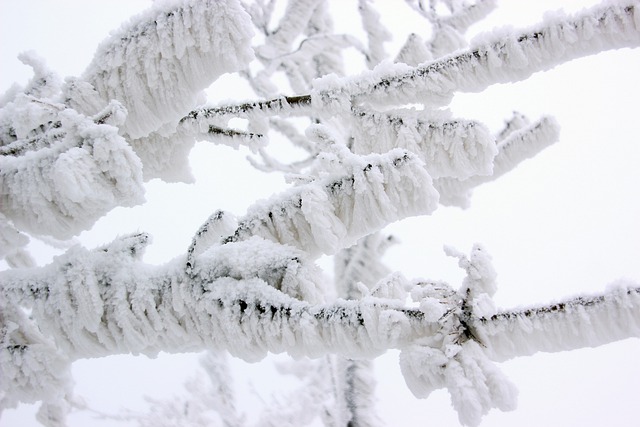 Free download winter frost branches tree snow free picture to be edited with GIMP free online image editor