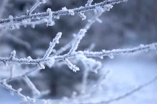 Free download winter frost branch snow spruce free picture to be edited with GIMP free online image editor