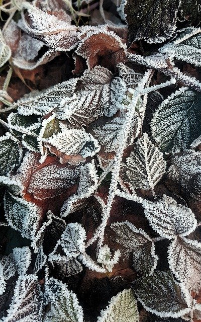 Unduh gratis Winter Frost Frozen - foto atau gambar gratis untuk diedit dengan editor gambar online GIMP