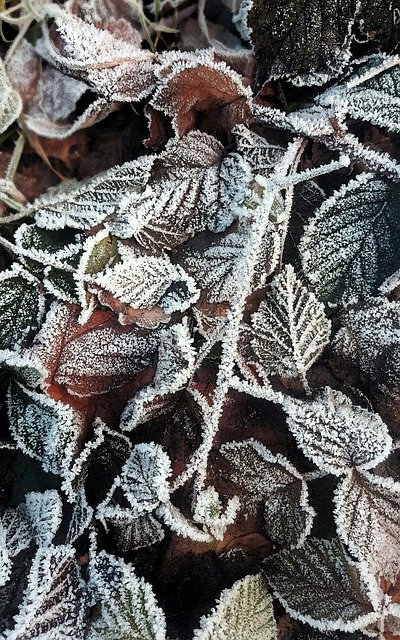 Free download Winter Frost Frozen -  free photo or picture to be edited with GIMP online image editor