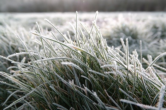 Gratis download Winter Frost Hoarfrost - gratis gratis foto of afbeelding om te bewerken met GIMP online afbeeldingseditor