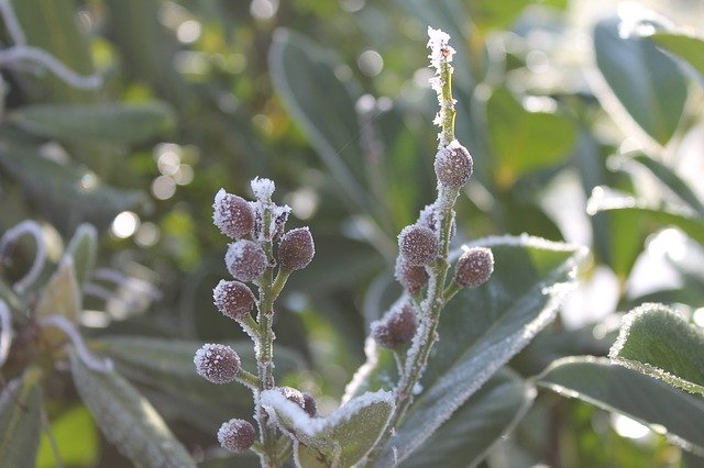 Muat turun percuma templat foto percuma Winter Frost Ice untuk diedit dengan editor imej dalam talian GIMP