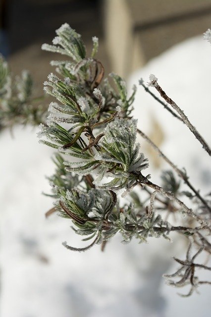 Download grátis Winter Frost Nature - foto ou imagem gratuita para ser editada com o editor de imagens online do GIMP