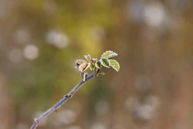 Free download winter frost nature plant leaves free picture to be edited with GIMP free online image editor