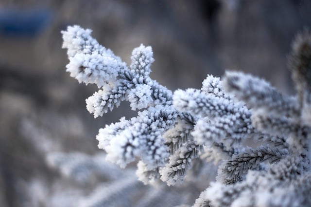 Bezpłatne pobieranie zimowego mrozu gałęzi świerku bez śniegu do edycji za pomocą bezpłatnego edytora obrazów online GIMP