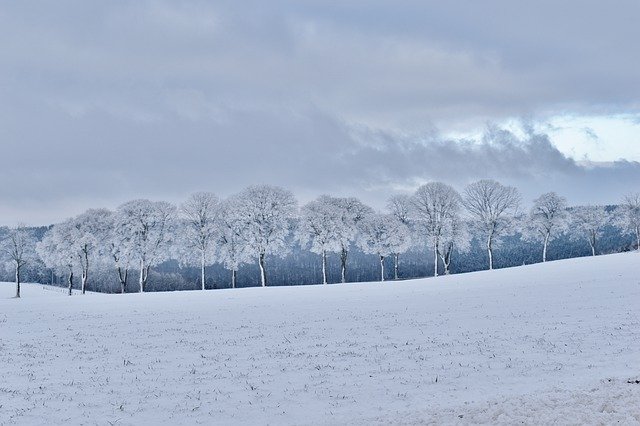 Free download Winter Frozen Trees Row Of -  free photo or picture to be edited with GIMP online image editor