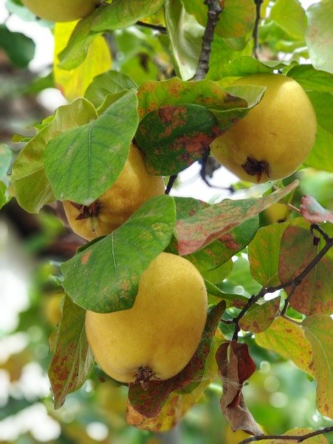 ดาวน์โหลดฟรี Winter Fruit - ภาพถ่ายหรือรูปภาพฟรีที่จะแก้ไขด้วยโปรแกรมแก้ไขรูปภาพออนไลน์ GIMP